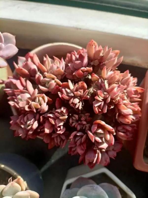 多肉，屬於我的小美好！願所有人的愛好都能被溫柔以待