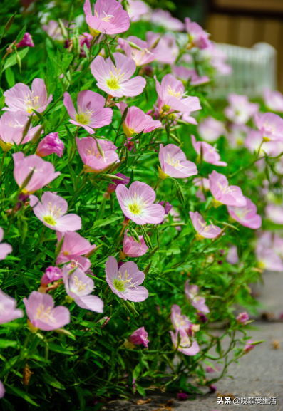 富貴吉祥慶中秋,花好月圓人團圓,5種“中秋花”,快來認識一下 富貴吉祥慶中秋,花好月圓人團圓,5種“中秋花”,快來認識一下