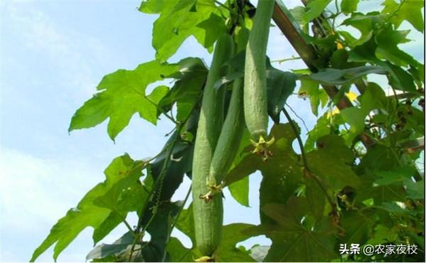 絲瓜怎麼管理才能高產？用這2個小辦法，種的絲瓜又長又直還嫩