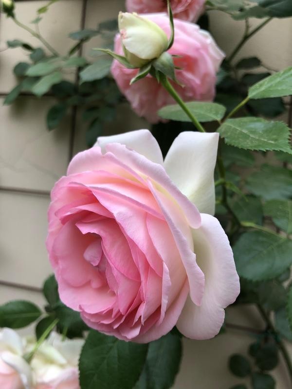 瞭解一下，花卉裡的“白富美”