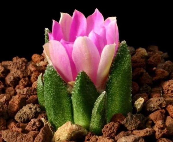 多肉走一波,見證奇妙大自然 多肉走一波,見證奇妙大自然