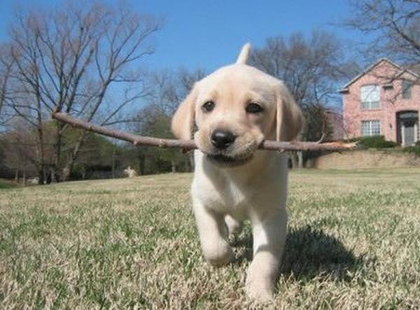 “粘人指數”五顆星的幾種狗狗,堪稱跟屁蟲 “粘人指數”五顆星的幾種狗狗,堪稱跟屁蟲