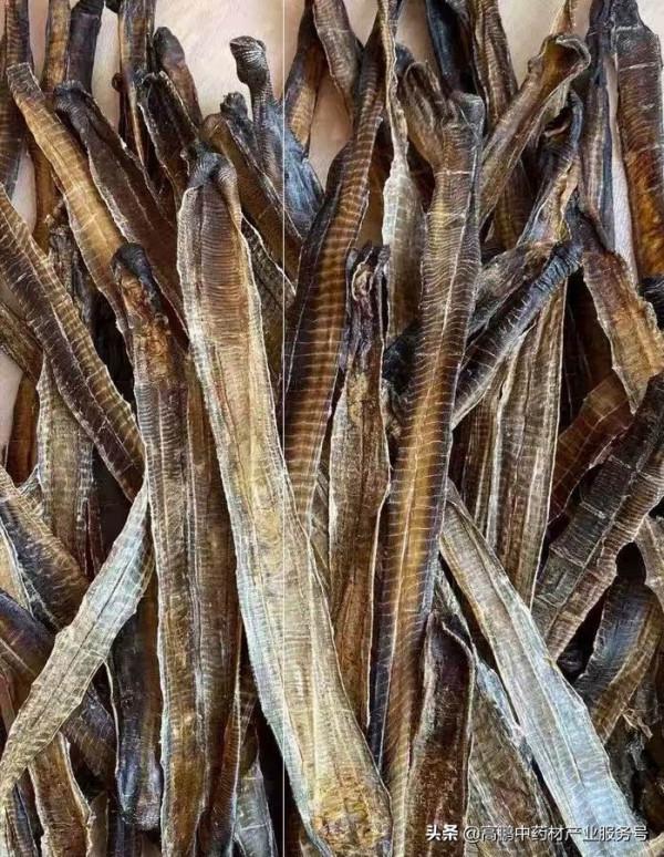 高鵬說藥材：野生品種資源減少，支撐行情持續上揚