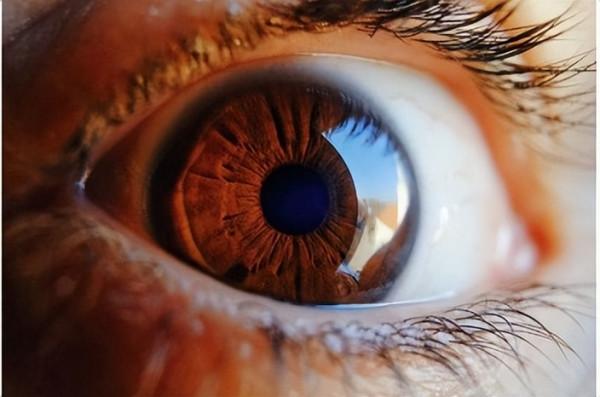 新發現：Mülller細胞終足——保護視力的“掩體”