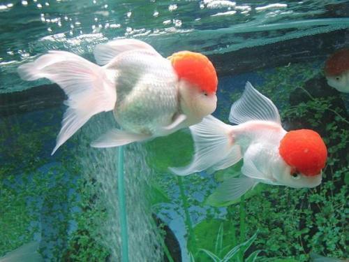 養金魚的水要加鹽嗎