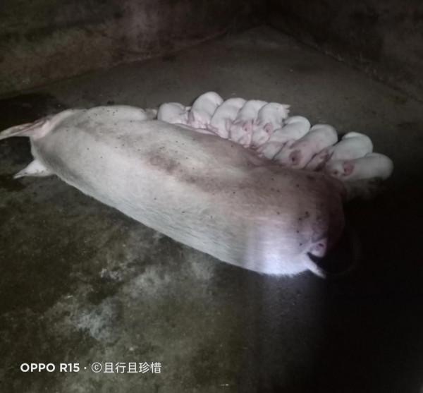 帶大家看看農村