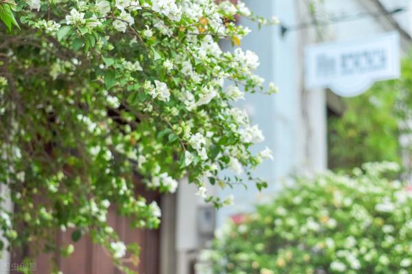 每個人家裡都有一盆花,那都是有故事的呀 每個人家裡都有一盆花,那都是有故事的呀