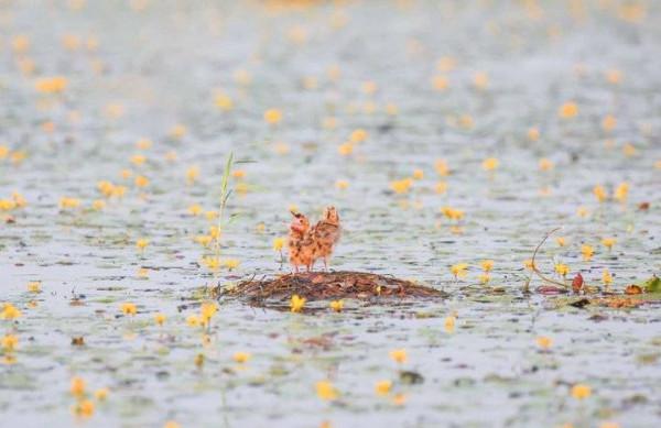 浩瀚的湖面上，幾隻呆萌雛鳥好可愛