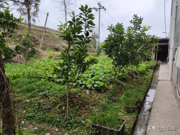 vivo X70 Pro&plus;拍照樣張賞析分享（第7期）