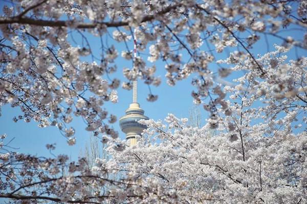 新聞8點見丨清明尋春正當時，京城最全賞花攻略來了