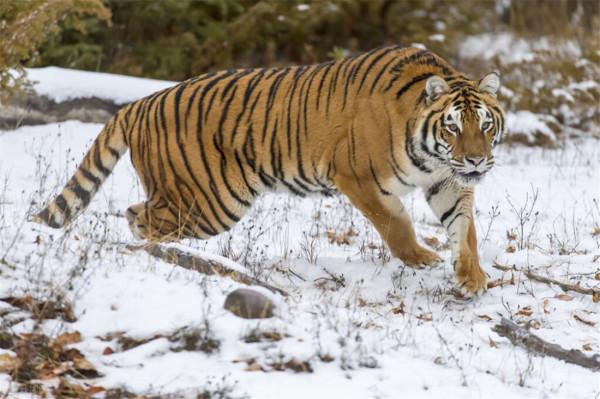 咬死15只羊，擄走7頭看門狗，四處闖禍的&OpenCurlyDoubleQuote;烏斯京&rdquo;被關進動物園