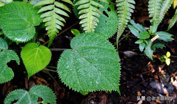 金皮樹葉有多毒?有人用它擦屁股後自殺,英國卻想研製生化武器 金皮樹葉有多毒?有人用它擦屁股後自殺,英國卻想研製生化武器