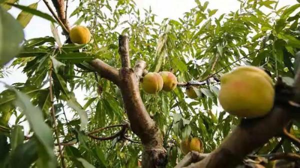 創業致富有奔頭！“家庭農場”為鄉村振興注入新活力