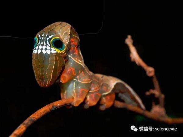 那些長得不怎麼可愛的動物寶寶