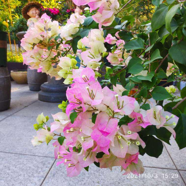 家裡光不好,別養這8種花,根本不開花 家裡光不好,別養這8種花,根本不開花