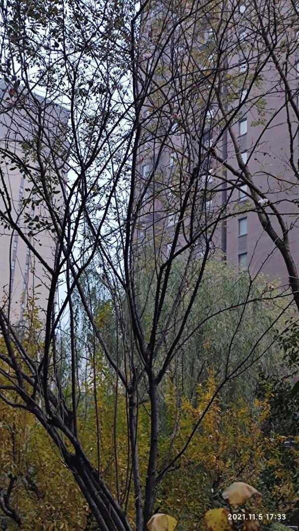 冬天的海棠樹會開花嗎? 冬天的海棠樹會開花嗎?