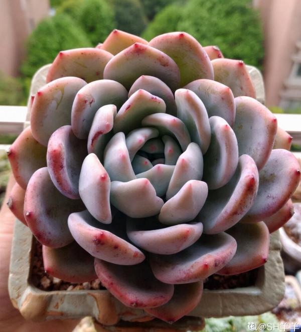 人氣超高的多肉，養過了，才知道為啥迷人