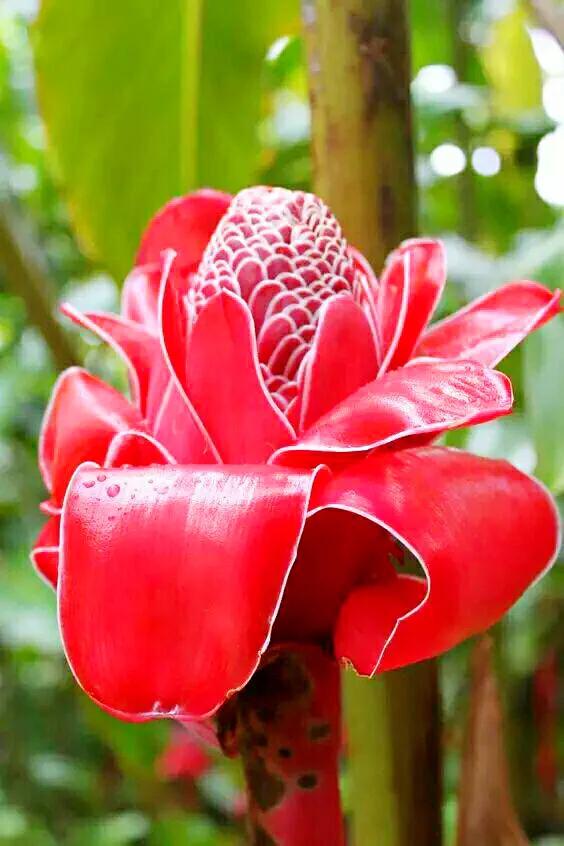 美麗的瓷玫瑰～獻給2022年元旦