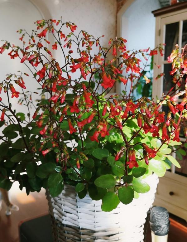 年宵花&OpenCurlyDoubleQuote;新寵&rdquo;&mdash;小宮燈，花似紅燈籠，美麗又喜慶，養護很簡單