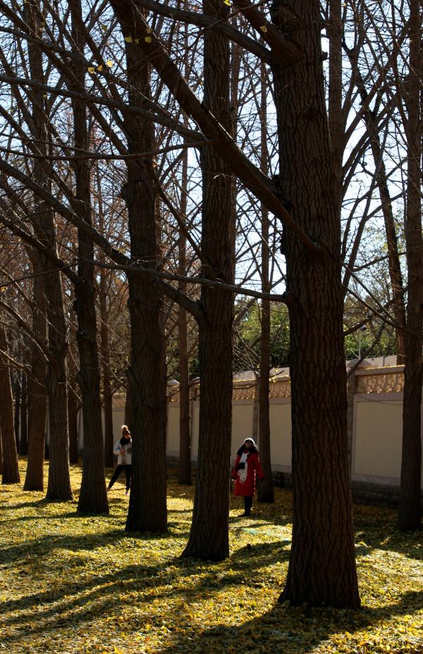 一場風雪,北京釣魚臺鋪就“金色大道” 一場風雪,北京釣魚臺鋪就“金色大道”