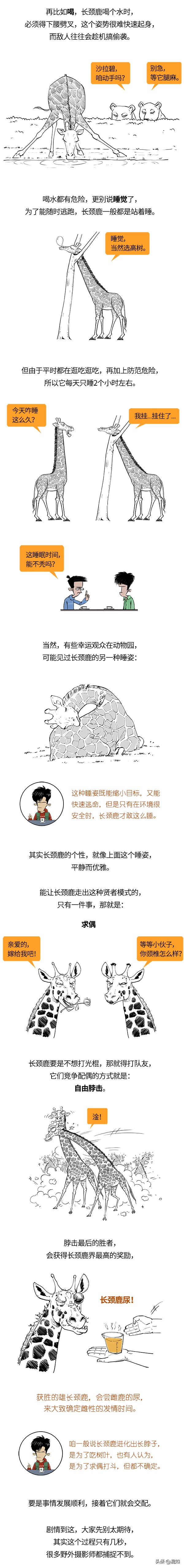 動物園裡隨處可見的長頸鹿，怎麼就要滅絕了？