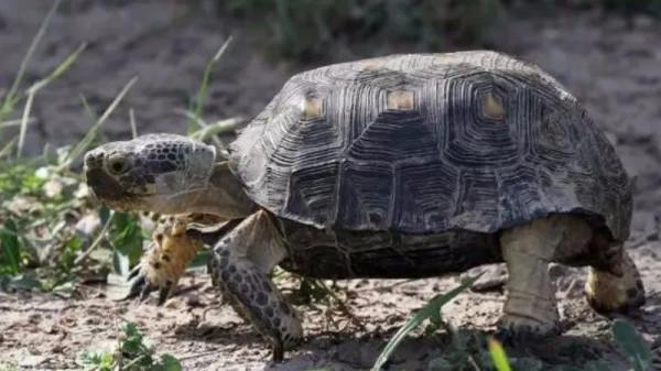 養龜小知識（所有圖片均來源於網路和）