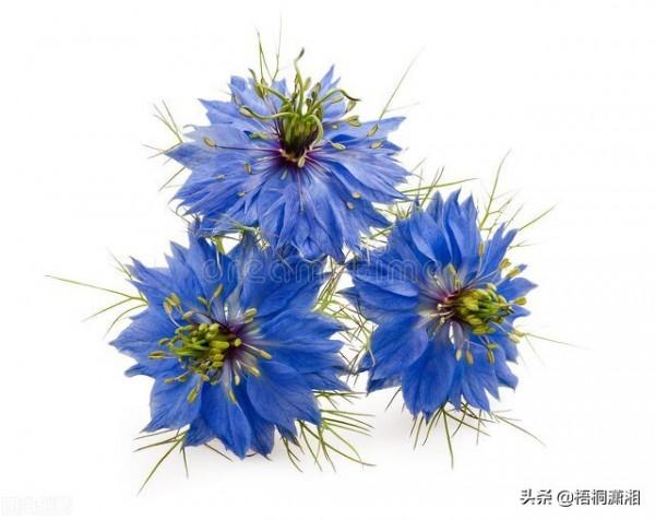 那些被名字耽誤了的極品花卉 那些被名字耽誤了的極品花卉