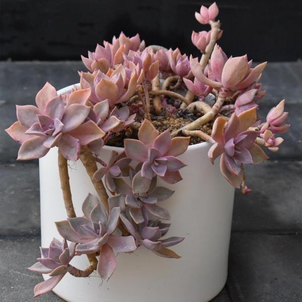 100種常見多肉圖鑑，比花還美，你認識幾種？