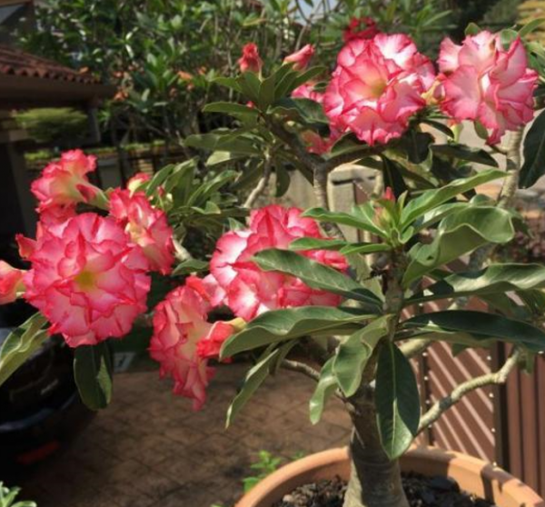 4種&OpenCurlyDoubleQuote;漂亮花&rdquo;，一個冬天不澆水死不了，開春反而長得更旺