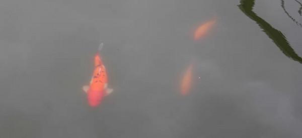 人間四月天，在坪山眼見皆美好