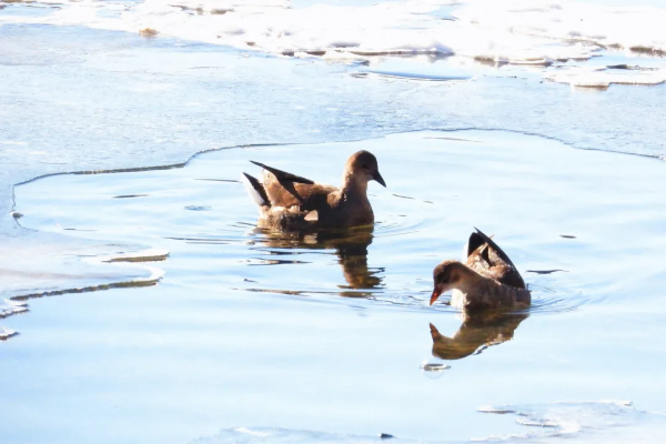 寒冬中 錫伯河上的它們何去何從? 寒冬中 錫伯河上的它們何去何從?