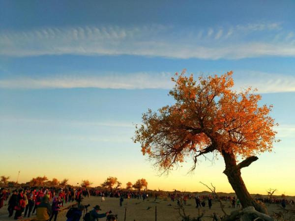 悲涼景觀：怪樹林