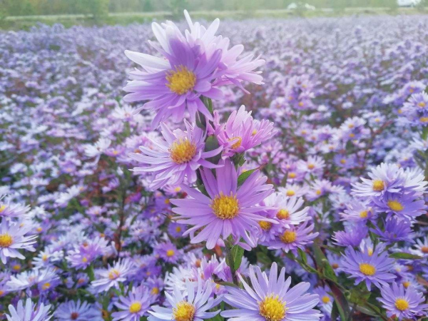 秋天常見的60種花，最全花卉圖譜，收藏起來慢慢看