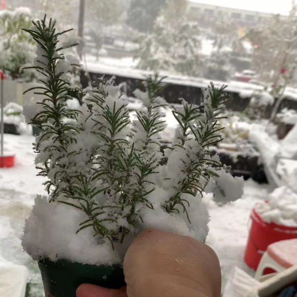 2種“雪中花”，0度凍不死，越冷芽越多，凍一凍多開花