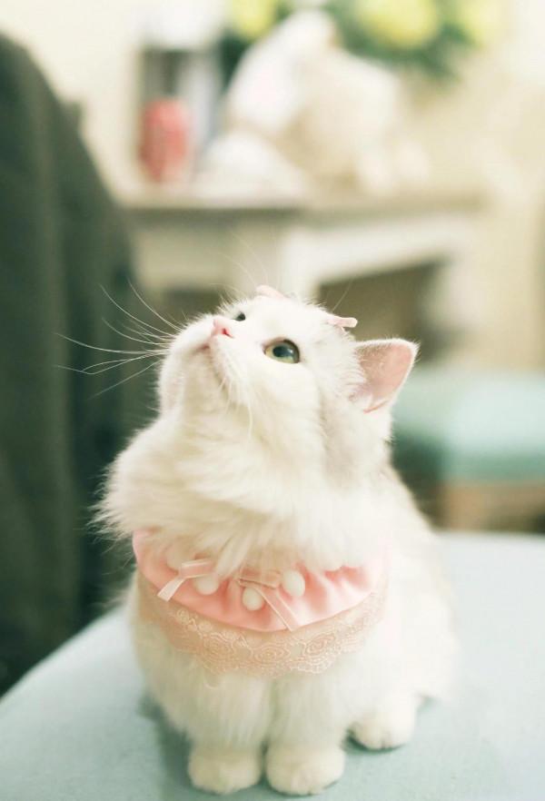 女孩和貓,貓與女孩的轉換 女孩和貓,貓與女孩的轉換