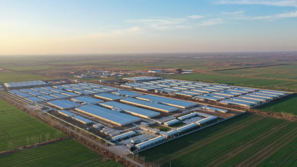 北大豬倌陳生：為什麼95%以上做品牌肉的企業都死了？