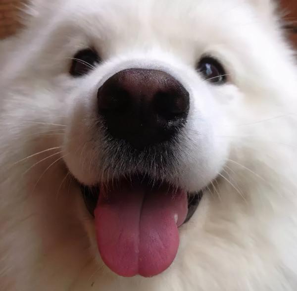 “對人友好”的中大型狗狗，看看你更喜歡哪隻