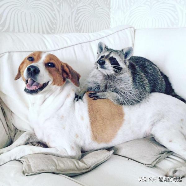 樹上掉下浣熊寶寶,她接納小生命成為家人,見證了一段奇妙的友誼 樹上掉下浣熊寶寶,她接納小生命成為家人,見證了一段奇妙的友誼