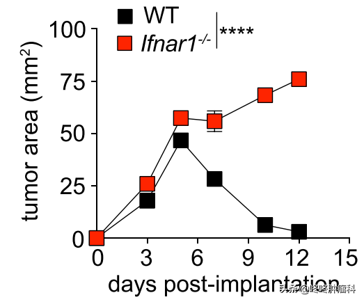 癌細胞自行消退的關鍵找到了：潛伏癌後的“吹哨人”——DC2細胞