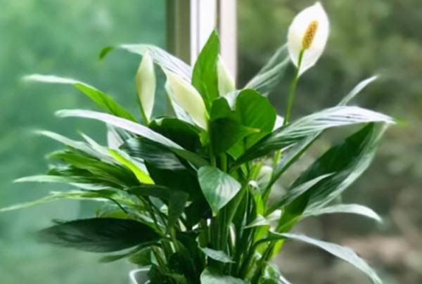 好多人養不好一帆風順,教你養護技巧,葉子越長越大,花越開越多 好多人養不好一帆風順,教你養護技巧,葉子越長越大,花越開越多