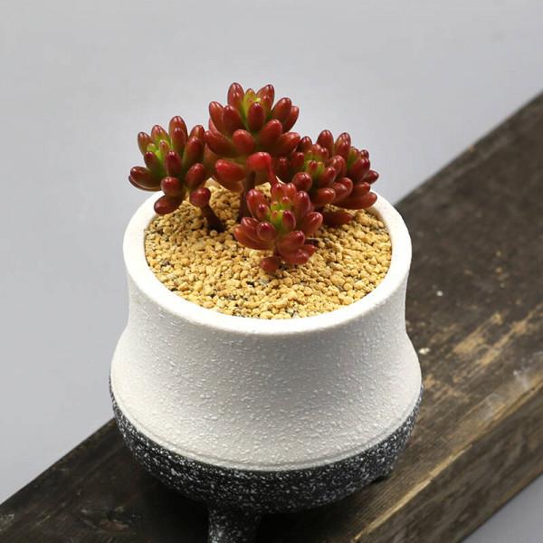 這3方面一出問題,多肉盆栽就會僵苗,停止生長或枯萎 這3方面一出問題,多肉盆栽就會僵苗,停止生長或枯萎