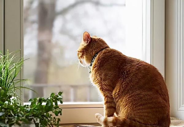 有哪些事是鏟屎官養了貓咪之後才知道的嗎? 有哪些事是鏟屎官養了貓咪之後才知道的嗎?