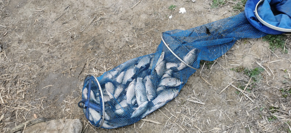 邁萊河邊夜釣,收穫很意外,還遇到了可愛的小動物 邁萊河邊夜釣,收穫很意外,還遇到了可愛的小動物