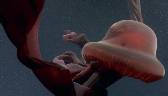 蒙特利灣水族館研究所2021年珍稀深海生物攝影盤點