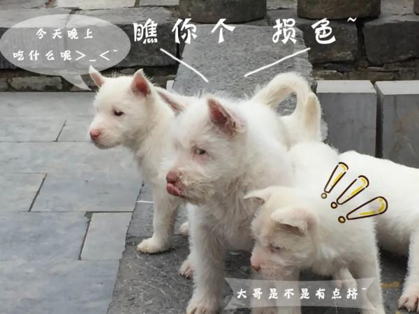 圍觀!下司古鎮來了群無敵小可愛 圍觀!下司古鎮來了群無敵小可愛