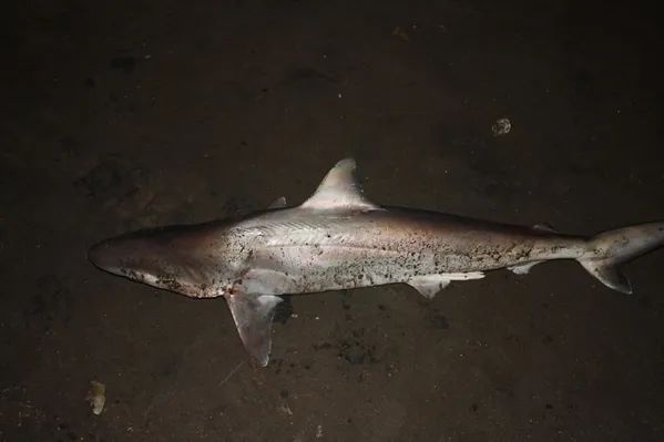 博物志 | 從繁盛到瀕危,這種鯊魚只用了40年 博物志 | 從繁盛到瀕危,這種鯊魚只用了40年