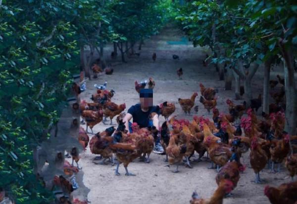 農村老鐵深山養土雞，年賺千萬逆襲成土豪，他是怎樣成功緻富的呢