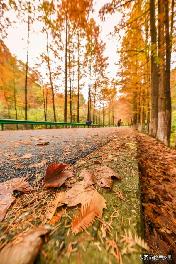 秦嶺紅葉房開售 | 一座座山間小屋，藏著秦嶺最美的秋