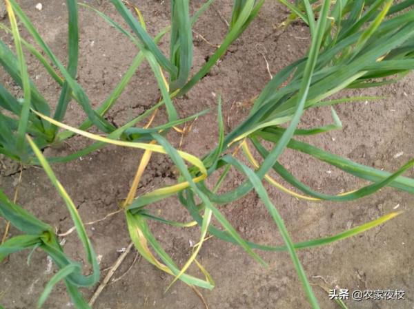 韭菜發黃、長勢差怎麼管?用上兩個土辦法,韭菜長得快還產量高 韭菜發黃、長勢差怎麼管?用上兩個土辦法,韭菜長得快還產量高