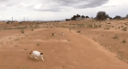 “貓咪住進60層頂樓”被刷爆,網友:救命!美瘋了 “貓咪住進60層頂樓”被刷爆,網友:救命!美瘋了